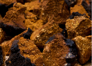 Chaga
