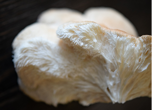 Lion's Mane