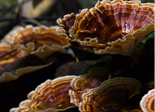 Reishi