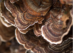 Turkey Tail